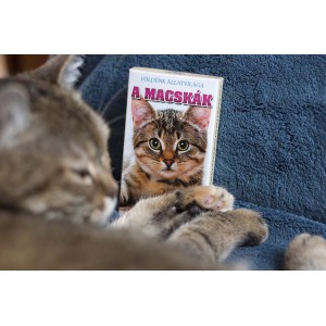 K&aacute;rtya KV&Iacute;Z  Macsk&aacute;k  32lapos kvartett